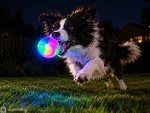 Light Up Dog Balls, Bounce Activated (2 Pack) - photo 4